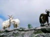 burren_feral_goats